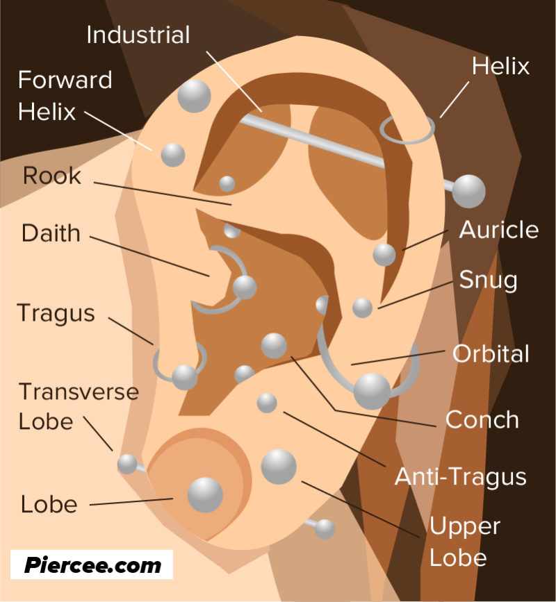 Ear Piercing Chart 17 Types Explained (Pain Level, Price, Photo)