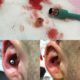 photo de la procédure du poinçon dermique d'oreille